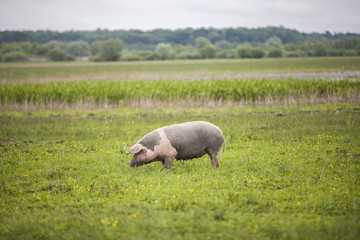 pigs grazing in the wetland of natural park Lonjsko Polje, Croatia