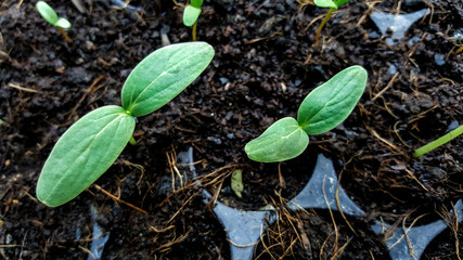 growing green plant in soil