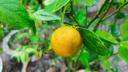 close-up orange tree