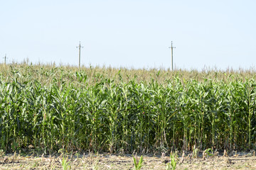 Corn field. Forage crops, cultivation of corn on a silo.