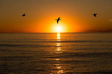 A sunrise in the sea with birds flying