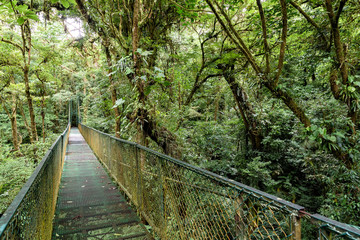 Hängebrücke im Regenwald