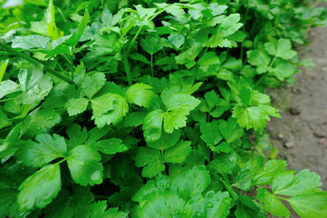 Green celery in growth at vegetable garden...