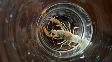 two-tone crayfish in aquarium