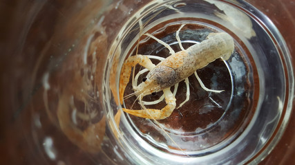 two-tone crayfish in aquarium