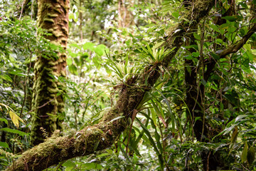 Regenwald in Costa Rica