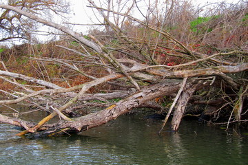 Fallen tree on the bank of the river on a cloudy winter day