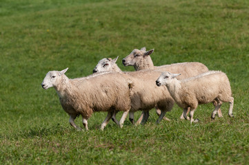 Naklejka na ściany i meble Four Sheep (Ovis aries) Run By