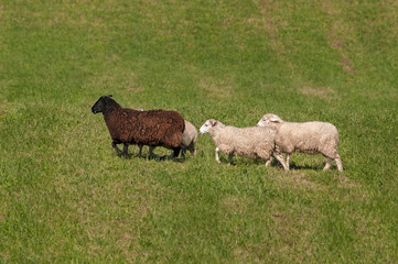 Four Sheep (Ovis aries) Walk Sedately Left