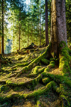 Radici con muschio nel sottobosco
