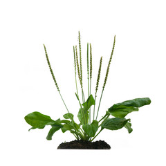 plantain isolated on white background © Elena Butinova