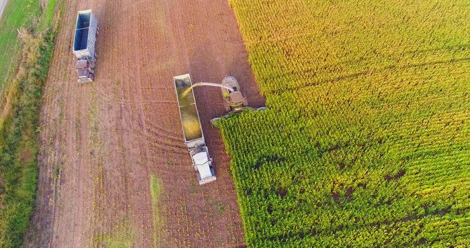 Semi truck and farm machines harvesting corn in Autumn, breathtaking aerial view.
