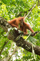 Obraz premium Family of orangutan playing in the trees with their kids