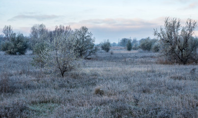 winter landscape with frost in the early morning rural with trees