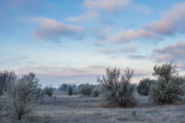 winter landscape with frost in the early morning rural with trees