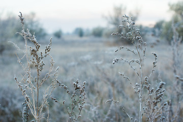 winter landscape with frost in the early morning rural with trees