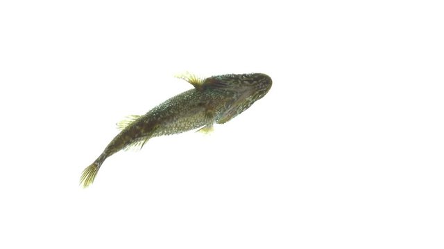 fish in an unusual perspective isolated on white background