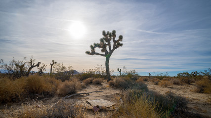 Obraz premium Joshua Tree