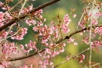 Blooming pink cherry blossoms flower in spring outdoors with soft focus background.