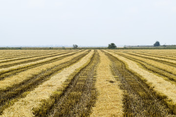 Field rice harvest began. Field of rice in the rice paddies. Rice cultivation in temperate climates.