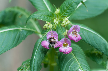 Drüsiges Springkraut