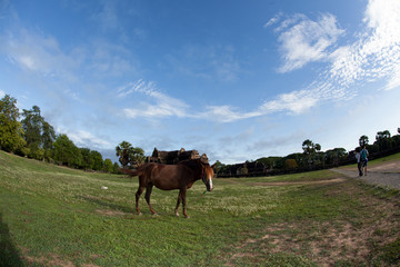 Khmer civilization and brown horse