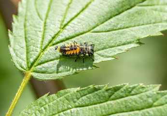 larva of a Ladybug