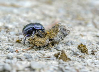 dung beetle closeup