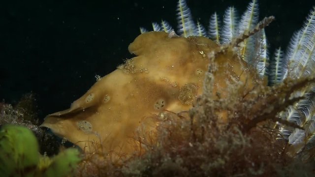 Giant Frogfish Hunting / Eating Filefish Slow Motion