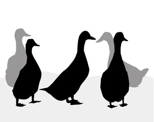 Group of  Ducks