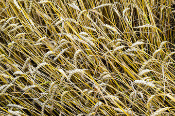 field of wheat. Photo Shooting quadrocopters field of ripe crops.