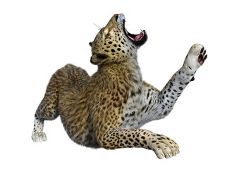 3D Rendering Big Cat Leopard on White