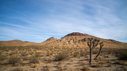 Joshua Tree