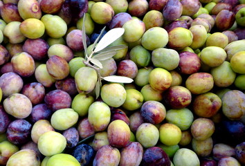 Natural fresh olives harvested, close up view, green olives background