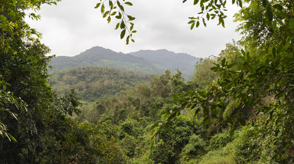 Rainforest with hills in the tropical park Ya No Da