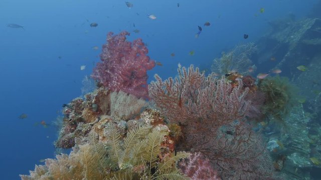 Coral Reef with Schools of Fish on the wreck