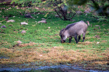 Indian boar or Sus scrofa cristatus