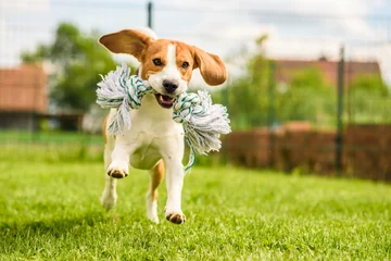 Printed kitchen splashbacks Dog Dog run Beagle fun