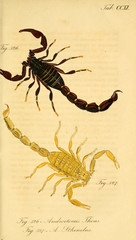 Scorpion.