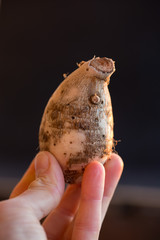 Eddo Knolle in der Hand