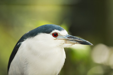 bright red eyed heron
