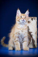 Маленький рыжий котенок с большими ушами породы Мейн кун игриво позирует на синем фоне