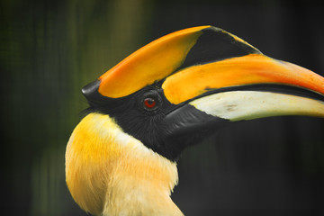Yellow Hornbill of Malaysia