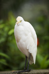 White Egret 