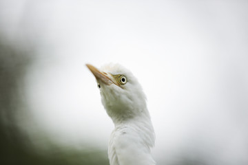 White Egret 