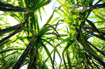 Sugarcane plants growing at field