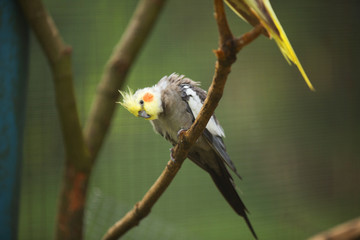 Colorful Birds of Malaysia