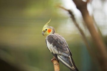 Colorful Birds of Malaysia