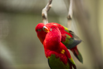 Red Parrots of Malaysia 