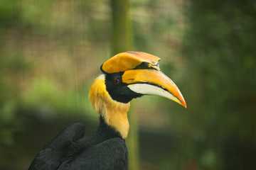 Yellow Hornbill of Malaysia